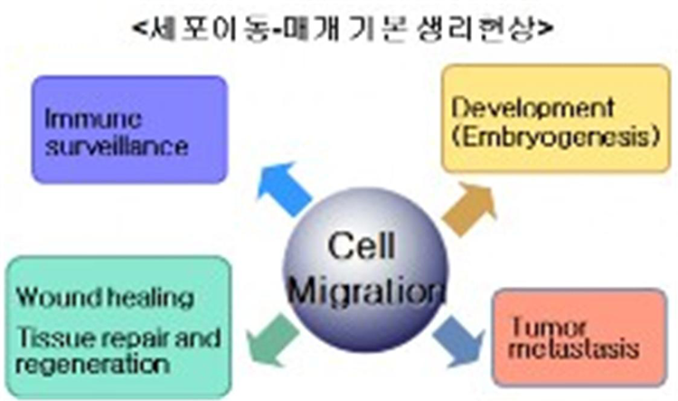 세포이동및발생. 분화에관계되는신호전달체계