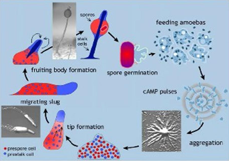 The Dictyostelium discoideum life cycle